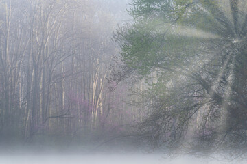 Foggy spring landscape at sunrise of the Kalamazoo River with sunbeams, Fort Custer State Park, Michigan, USA