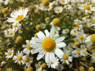 Fototapeta premium daisies in the garden