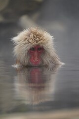 Japanese macaques in Snow Monkey Park. Japan.