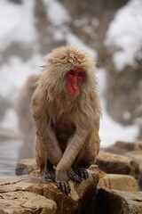 Japanese macaques in Snow Monkey Park. Japan.