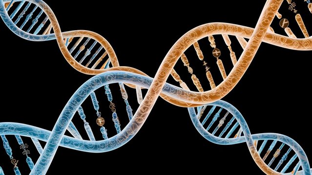 DNA structure of human