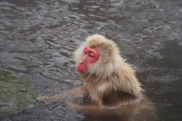 Naklejka premium Japanese macaques in Snow Monkey Park. Japan.