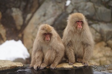 Naklejka premium Japanese macaques in Snow Monkey Park. Japan.