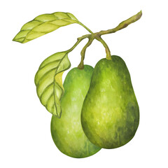 Avocado whole ripe green fruits on a branch with leaves. Botanical vegetable clipart. Vegan dietary food painting. Hand drawn watercolor illustration isolated on white background. For menu design