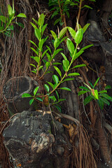 Heterosavia bahamensis. Plant sprouted on a trunk of a large tree. Vertical