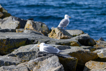 Majestic Seagull by the Seattle Shore.	