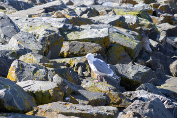 Fototapeta premium Majestic Seagull by the Seattle Shore. 