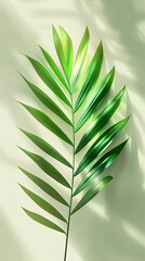 A closeup shot of a green terrestrial plant, specifically a palm leaf, against a white background. A beautiful image showcasing the intricate details of an evergreen tree twig