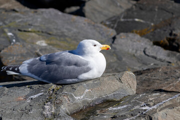 Majestic Seagull by the Seattle Shore.	