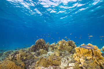 Fototapeta na wymiar Marine life with fish, coral, and sponge in the Caribbean Sea