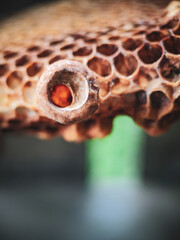 close up of an honey bee nest