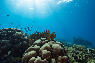 Marine life with fish, coral, and sponge in the Caribbean Sea - obrazy, fototapety, plakaty