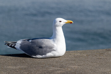 Majestic Seagull by the Seattle Shore.	