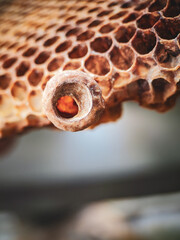 close up of a honey bee nest