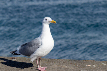 Fototapeta na wymiar Majestic Seagull by the Seattle Shore. 