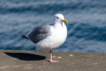 Majestic Seagull by the Seattle Shore.	