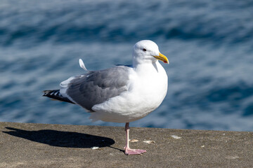 Majestic Seagull by the Seattle Shore.	
