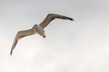 Möwe (larus, gavia) im Flug von unten fotografiert