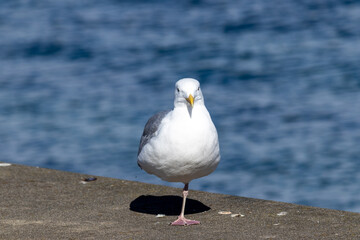 Majestic Seagull by the Seattle Shore.	