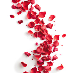Rose petals floating isolated on transparent png.
