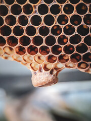 bees on honeycomb