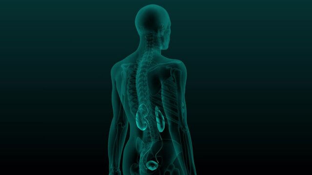 X-ray scan of the human urinary system. 3d render animation of kidneys, adrenal glands, ureters, bladder