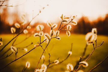 The beauty of spring on a sunny morning, with fluffy willow blossoms in full bloom adorning the...