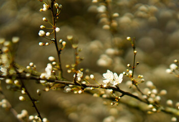 Dutch  flowers in a park during spring time in Delft
