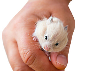 A small hamster in his hand in an isolate. Portrait of a mouse.