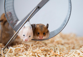  Muzzles of red and beige hamsters. The offspring of mice. Pets. Syrian hamsters
