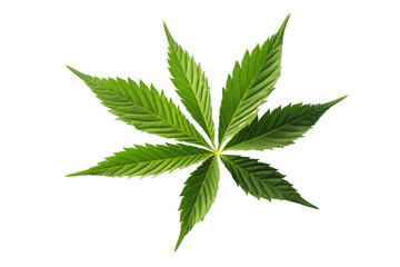 Vibrant Green Leaf Dancing on Air.