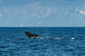 Gray whale watching in the Channel Islands - 764903437