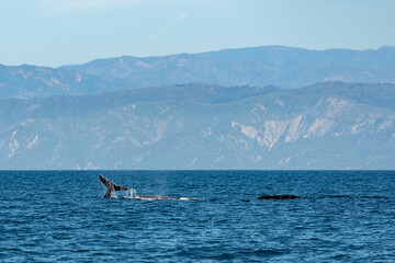 Gray whale watching in the Channel Islands - 764903496