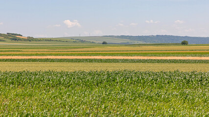 Fototapeta na wymiar Corn Maize Green Fields at Sunny Spring Day Vojvodina