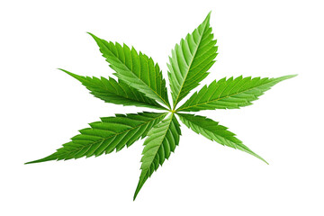 Emerald Elegance: A Lush Green Leaf on a Pure White Canvas.