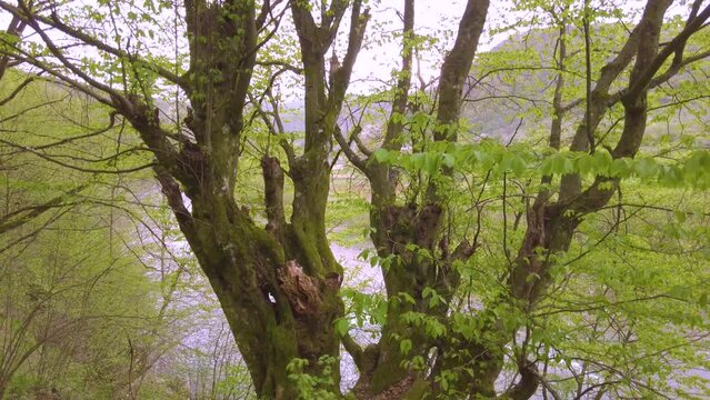 Ancient beech trees Fagus growing on a steep mountain slope in Carpathians, Ukraine. Scenic old-growth forest landscape with massive mossy tree trunks, mystical atmosphere and wild nature view.