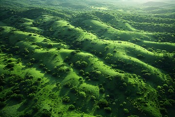 Fototapeta na wymiar Aerial View of Lush Green Hillside