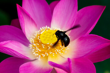 A Single White Lotus Flower And Bee