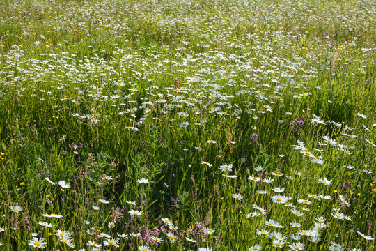 Many daisies on a meadow in nature