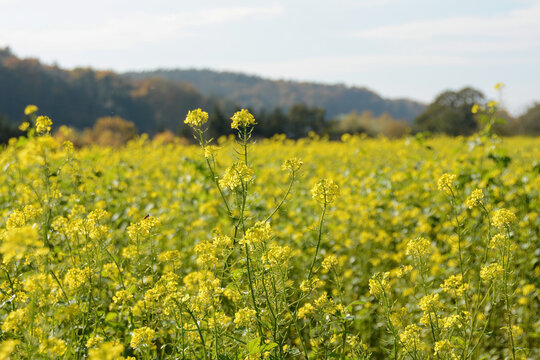 Yellow flowers from a mustard plant in a field