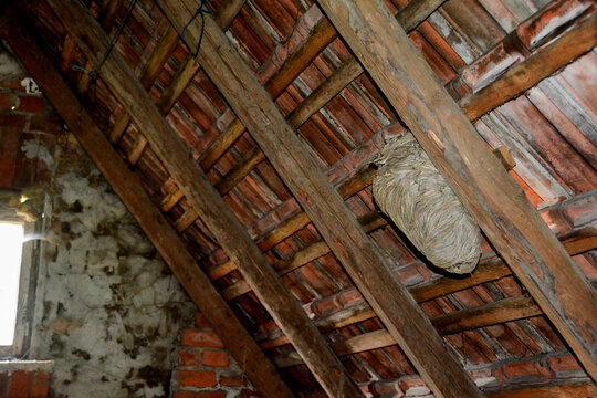 Wasp nest under one roof