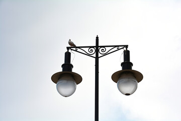 A seagull sits on an old street lamp