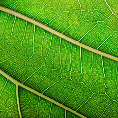 abstract texture leaf, natural structure of leaves, eco background - 764919675