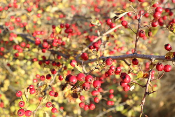Clusters of red hawthorn berries hang from a branch of a woody plant