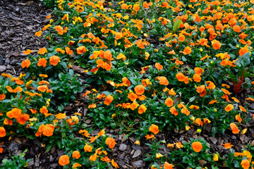 Orange pansy flowers at garden area