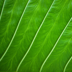 green leaf close-up with expressive texture as a natural background for organic products - 764921825