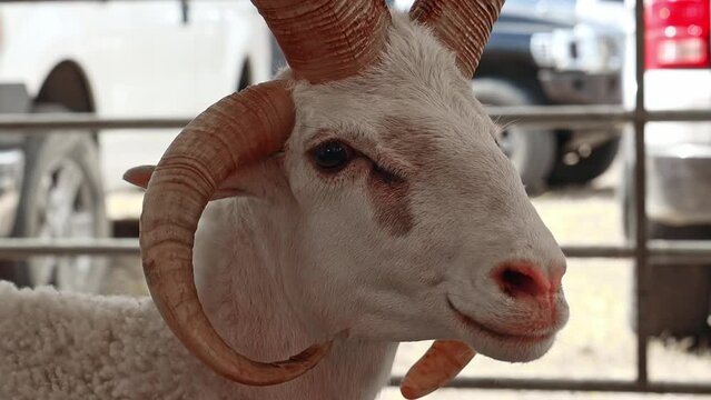 Closeup portrait of sheep-goat hybrid male stands in a fenced area in the farmers market in daytime