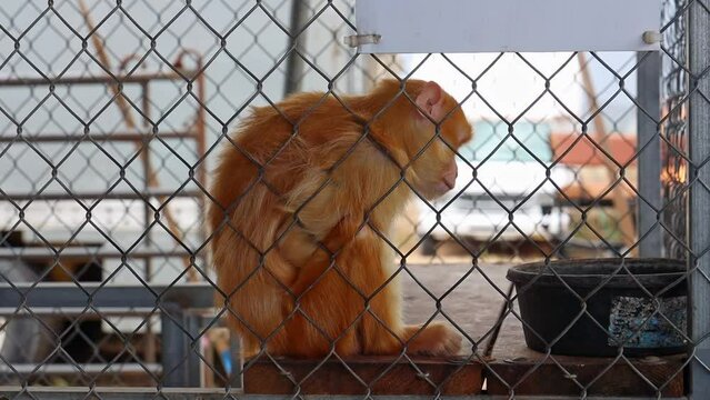 Side view of an orange monkey sitting on a wooden stand inside a cage in farmers market in daytime