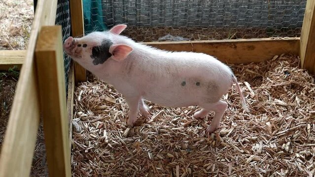 Young pig standing on shredded wood bedding in a wooden enclosure in farmers market in daytime