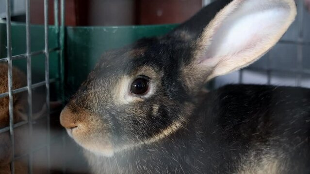 Closeup shot of a domestic rabbit sitting in a cage in farmers market in daytime